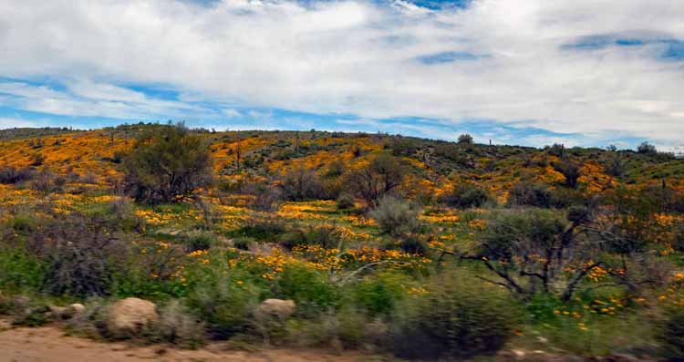 yellow wildflower fields